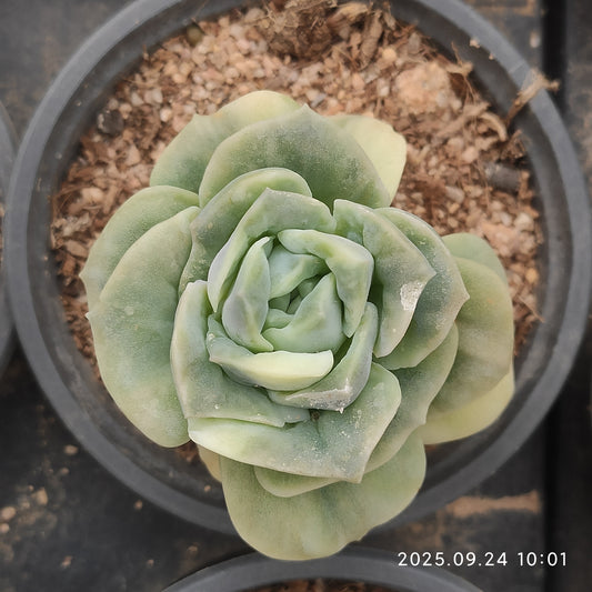 ON442 Echeveria Lovely Rose Variegated(7cm pot size)