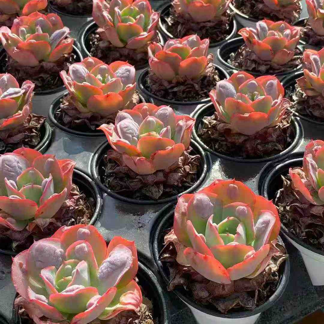 20715 Echeveria Garden Bungalow (9cm pot size)