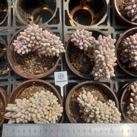 361278 Echeveria Orange Snow Ball Cristata (12cm pot size)