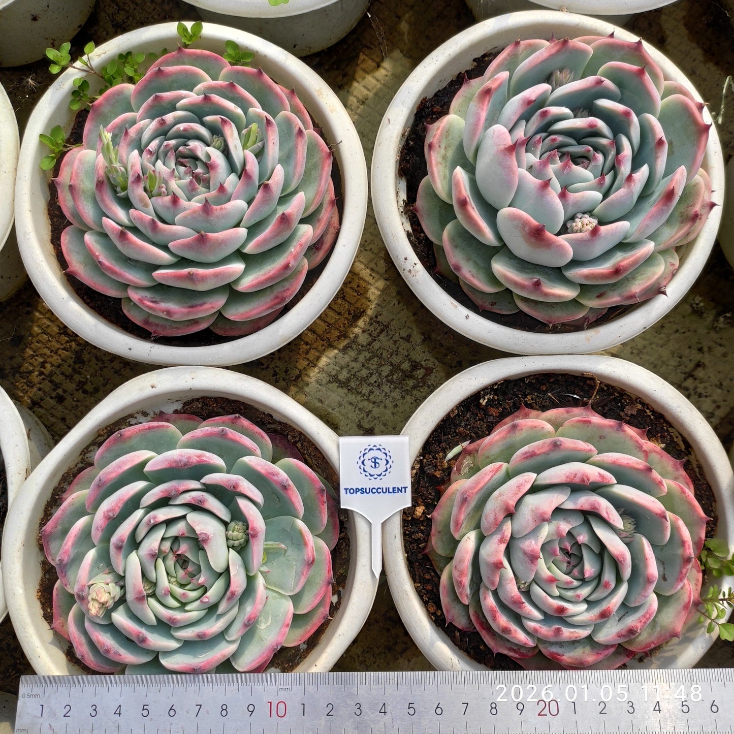 19587 Echeveria Chihuahuaensis (18cm pot size)