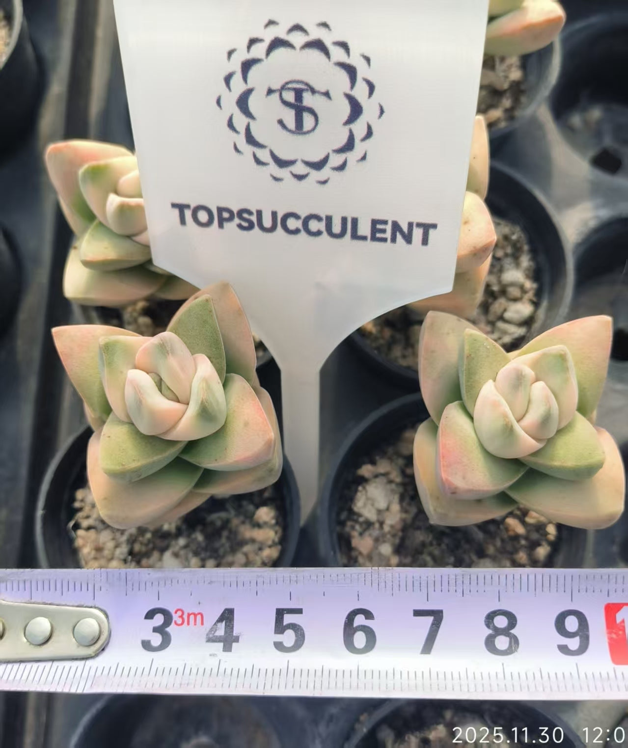 8496 Crassula Moonglow Variegated (6.5cm pot size)