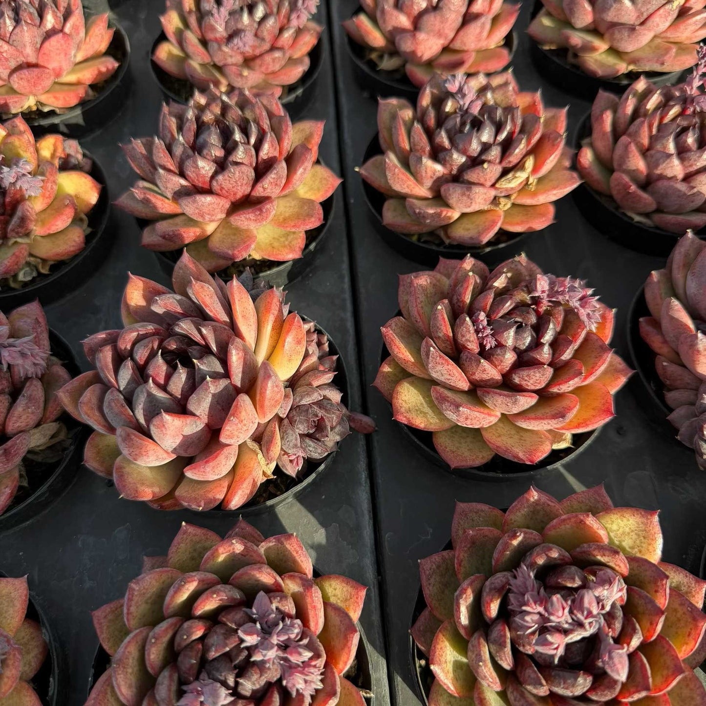 22486 Echeveria Black Rose (9cm pot size)