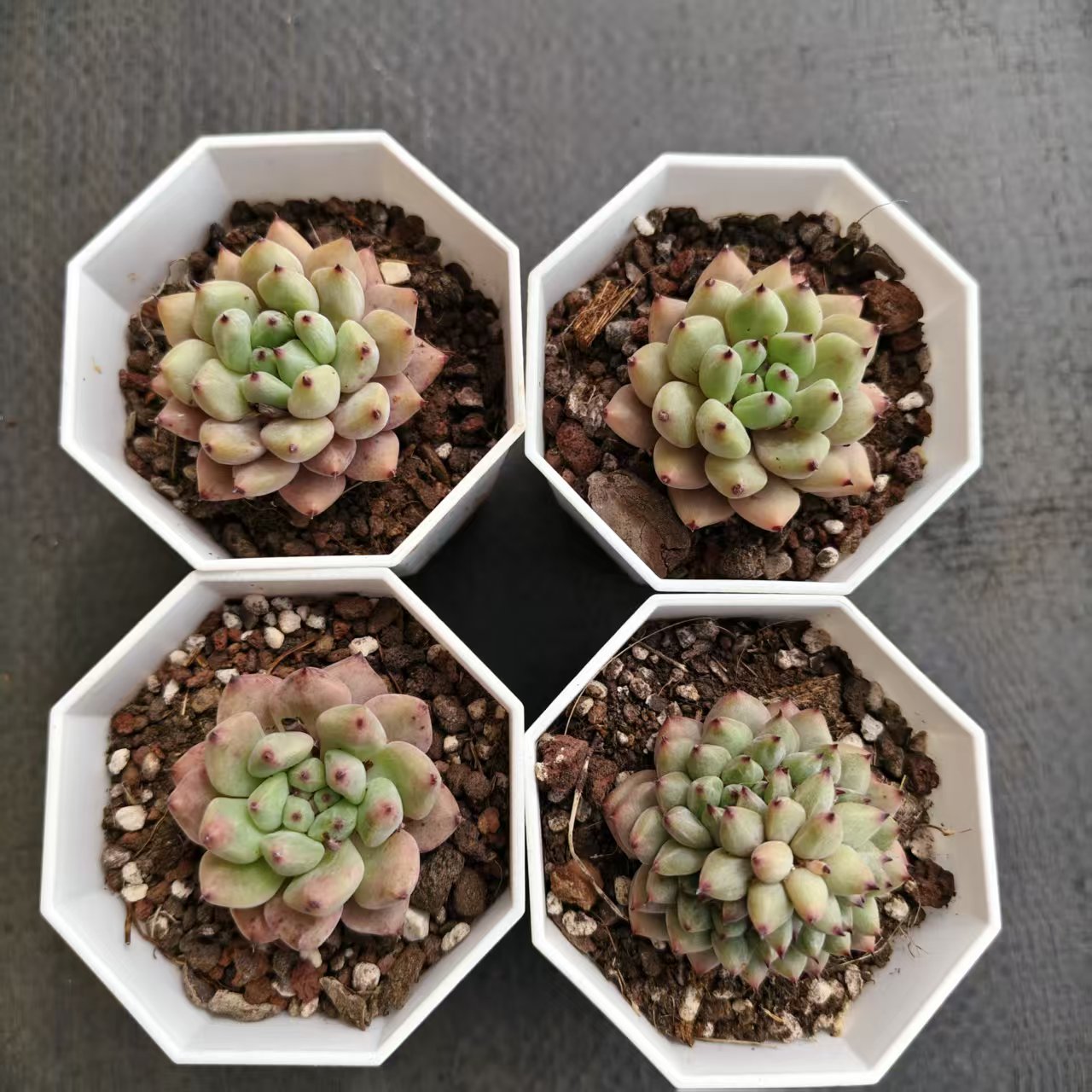 14283 Echeveria Zaragosa Angel (7cm pot size)
