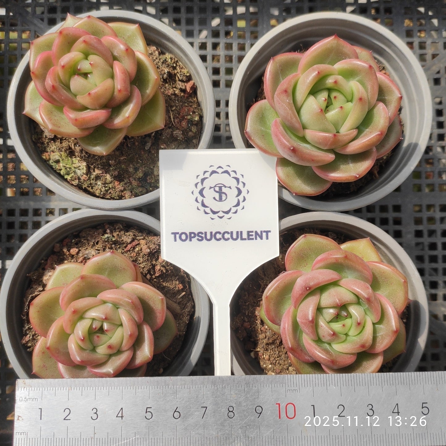 22519 Echeveria Charm Jenny (9cm pot size)