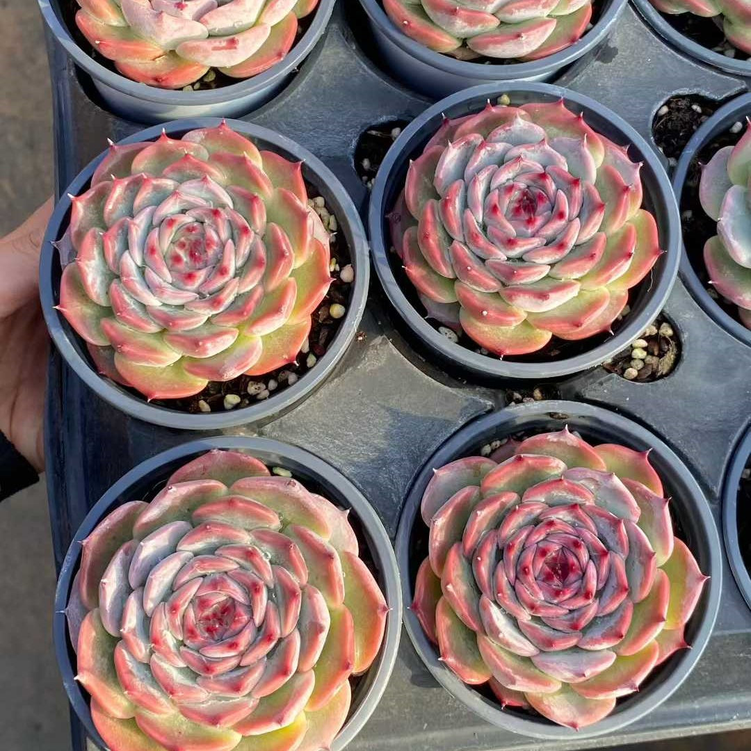 24831 Echeveria Oscar (9cm pot size)