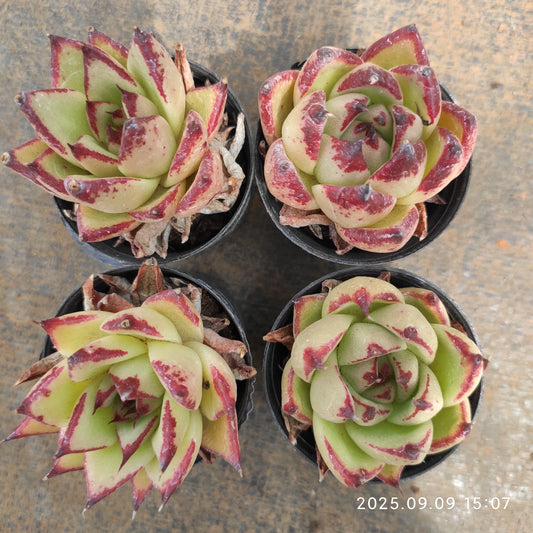 MMT798 Echeveria Ebony Hyb(5.5cm pot size)