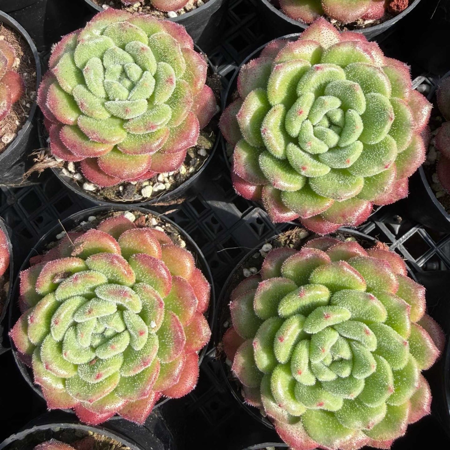 24722 Echeveria Carol (9cm pot size)