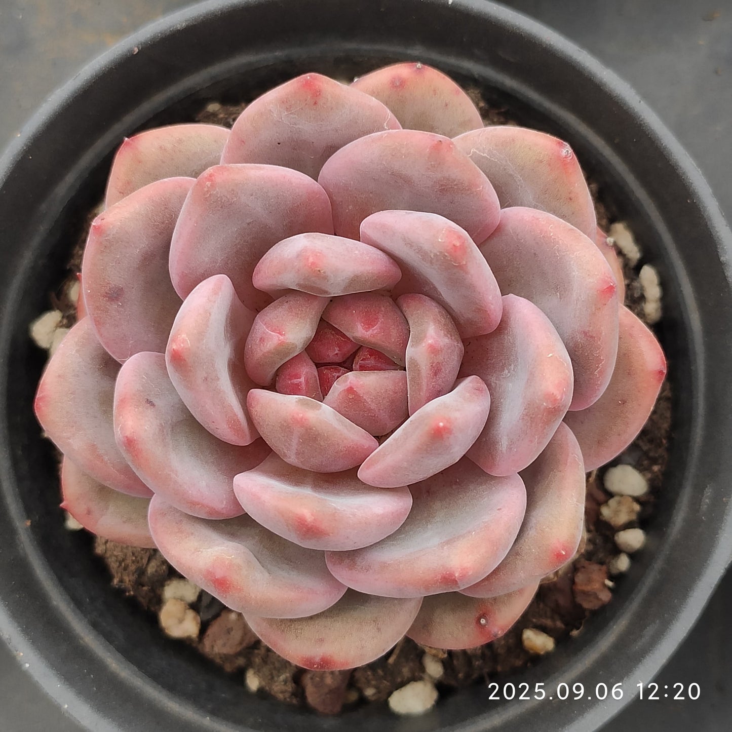 RC050 Echeveria Ariel(9cm pot size)