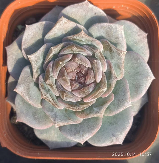 XS1062 Echeveria Amazing Grace(6.5cm pot size)