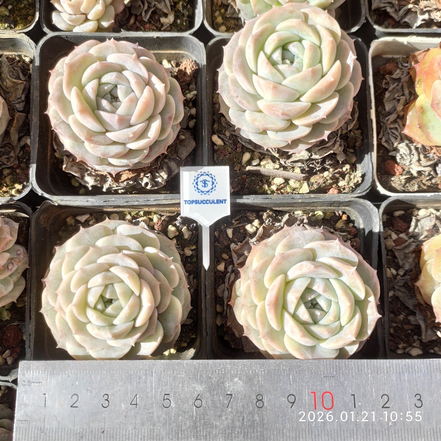 13560 Echeveria White Mist (7cm pot size)