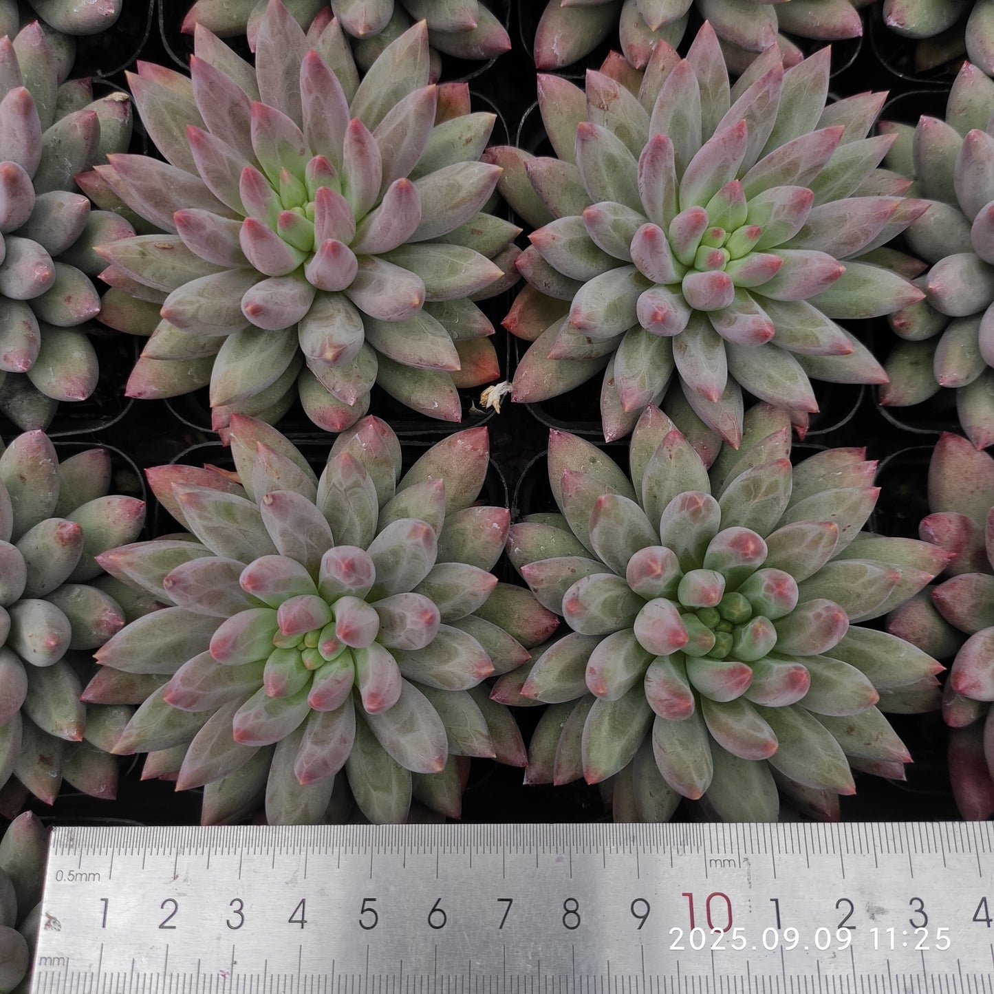 MMT834 Echeveria Cherries(7cm pot size)