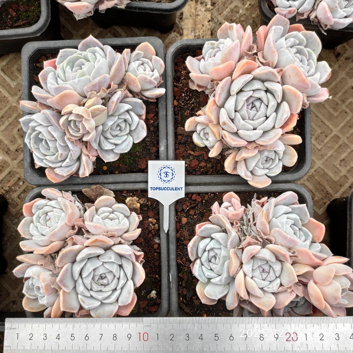 23725 Echeveria Tiny Burger (12cm pot size)