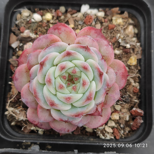 RC025 Echeveria Red Velvet(7cm pot size)