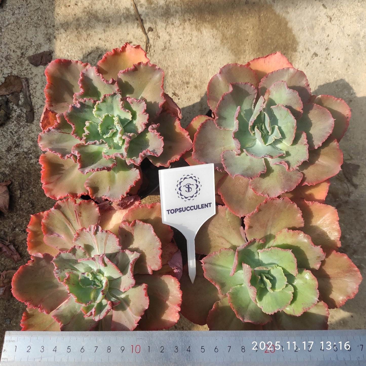 19831 Echeveria Dick Wright (14cm pot size)