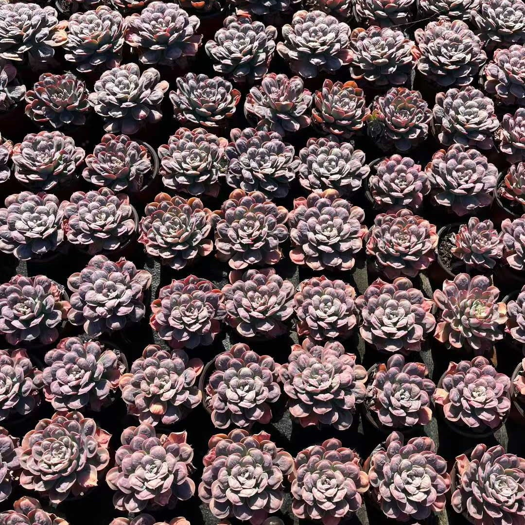 24861 Echeveria Rain Drops (12cm pot size)