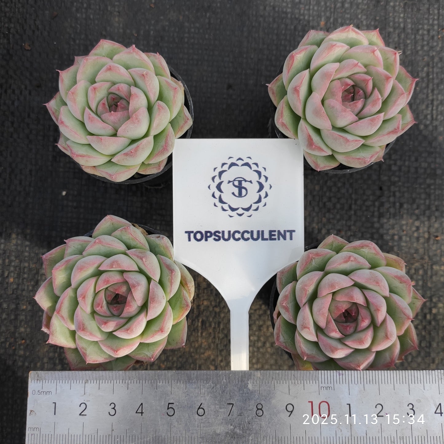8439 Echeveria Queen of Peach (5.5cm pot size)