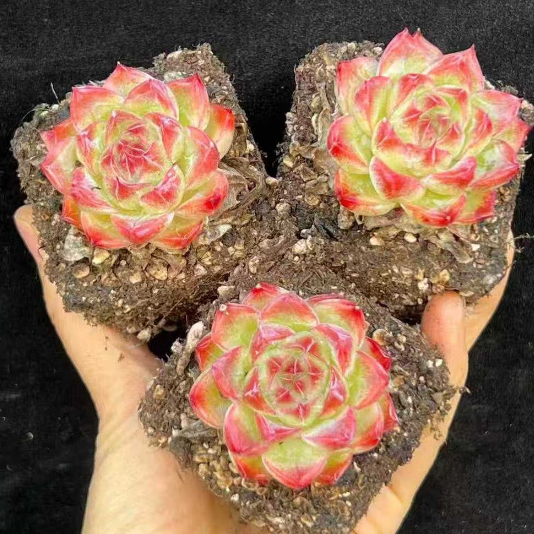 21990 Echeveria Unguiculat Jenny (7cm pot size)