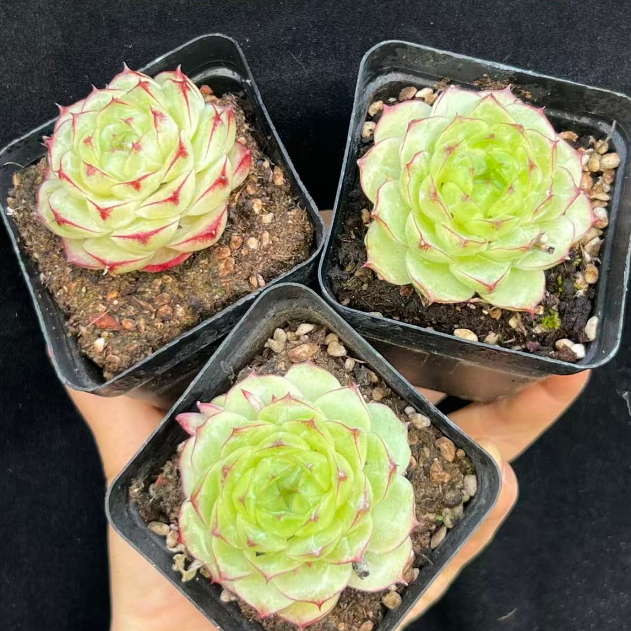 20588 Echeveria Lace Queen (7cm pot size)