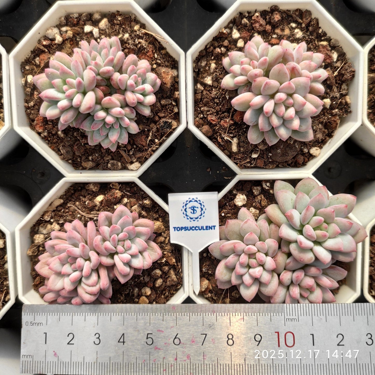23784 Echeveria Ice Cream Hyb (7cm pot size)