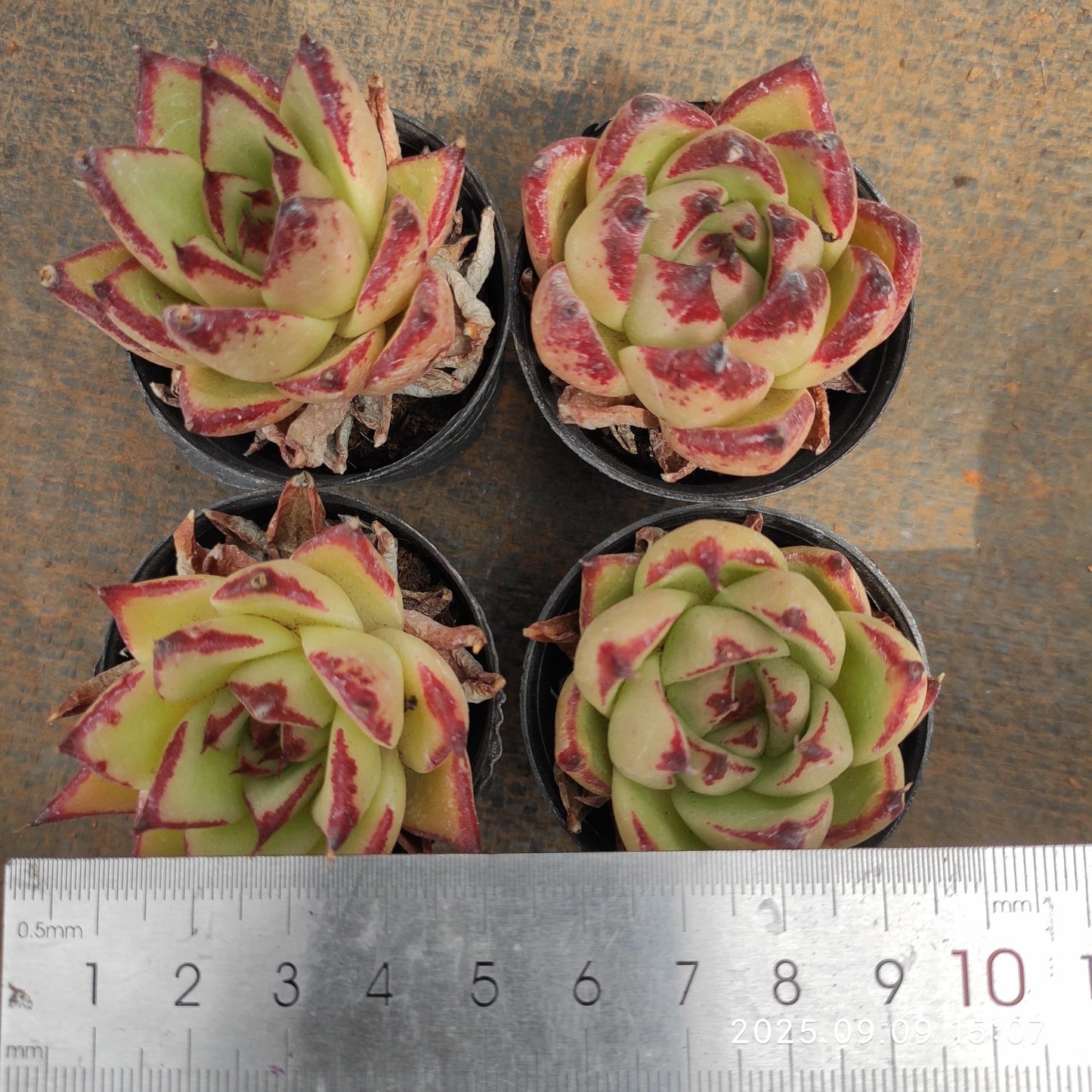MMT798 Echeveria Ebony Hyb(5.5cm pot size)