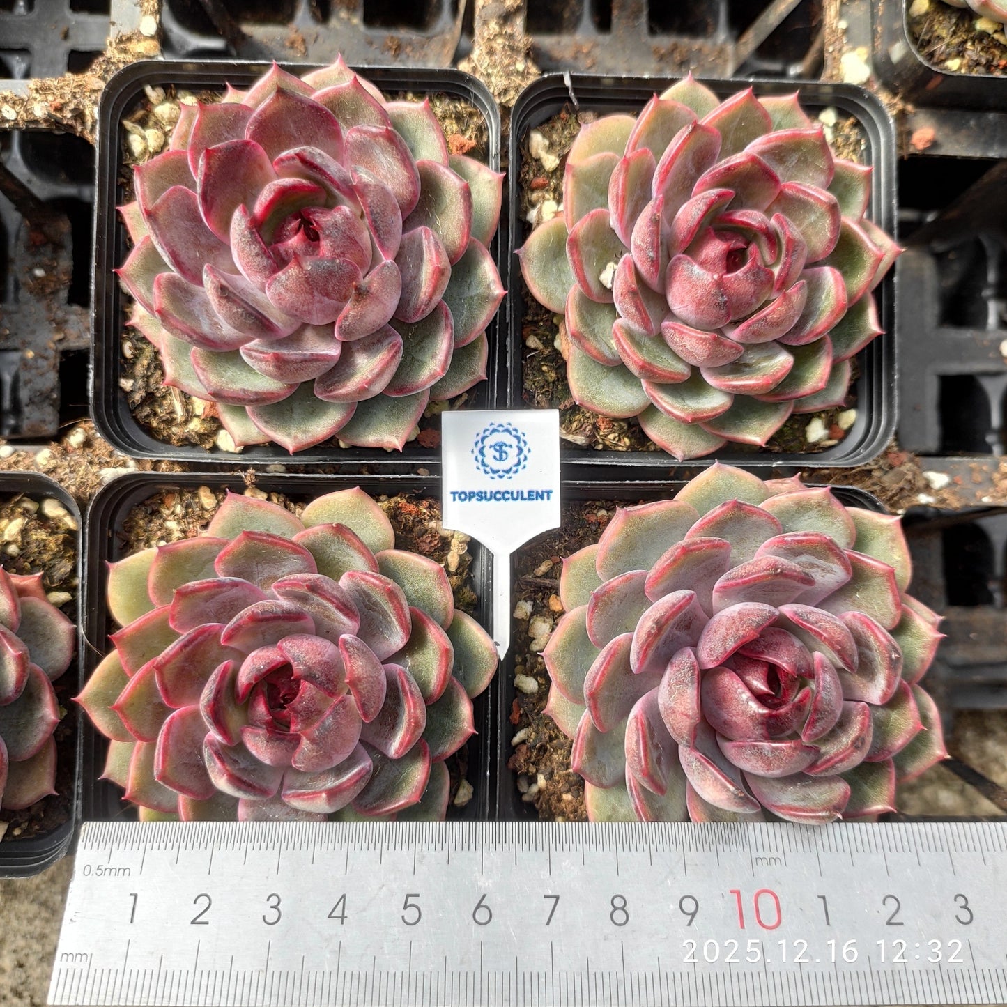 21792 Echeveria Cheese Blueberry (7cm pot size)