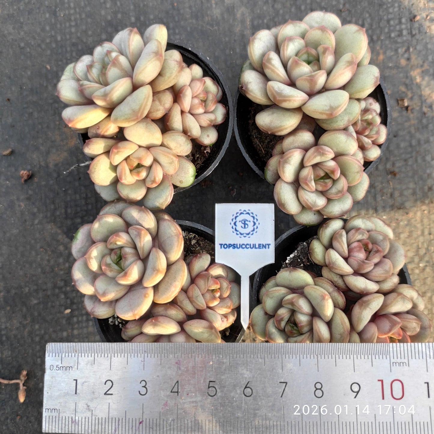 23382 Echeveria Ametum (5.5cm pot size)