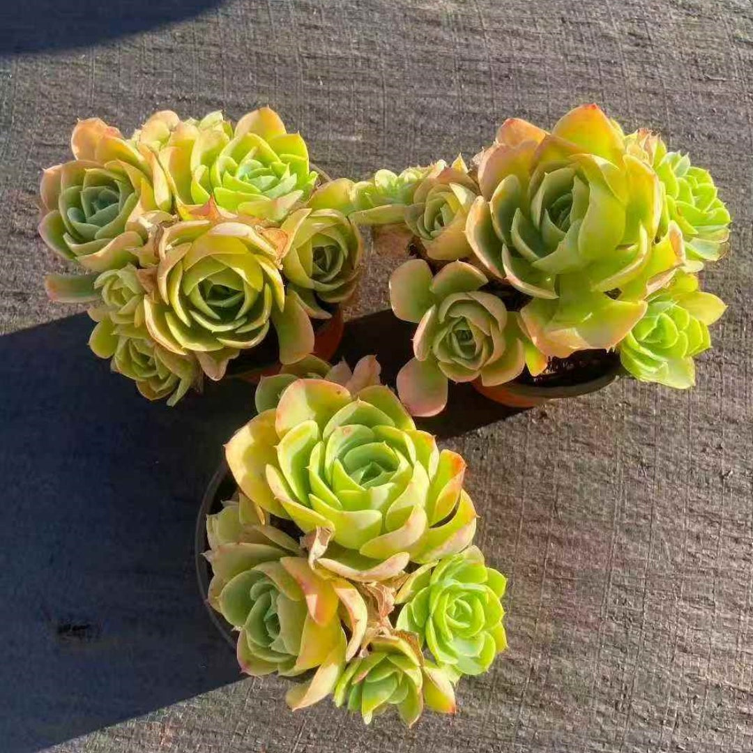24467 Echeveria Lemon Rose (12cm pot size)