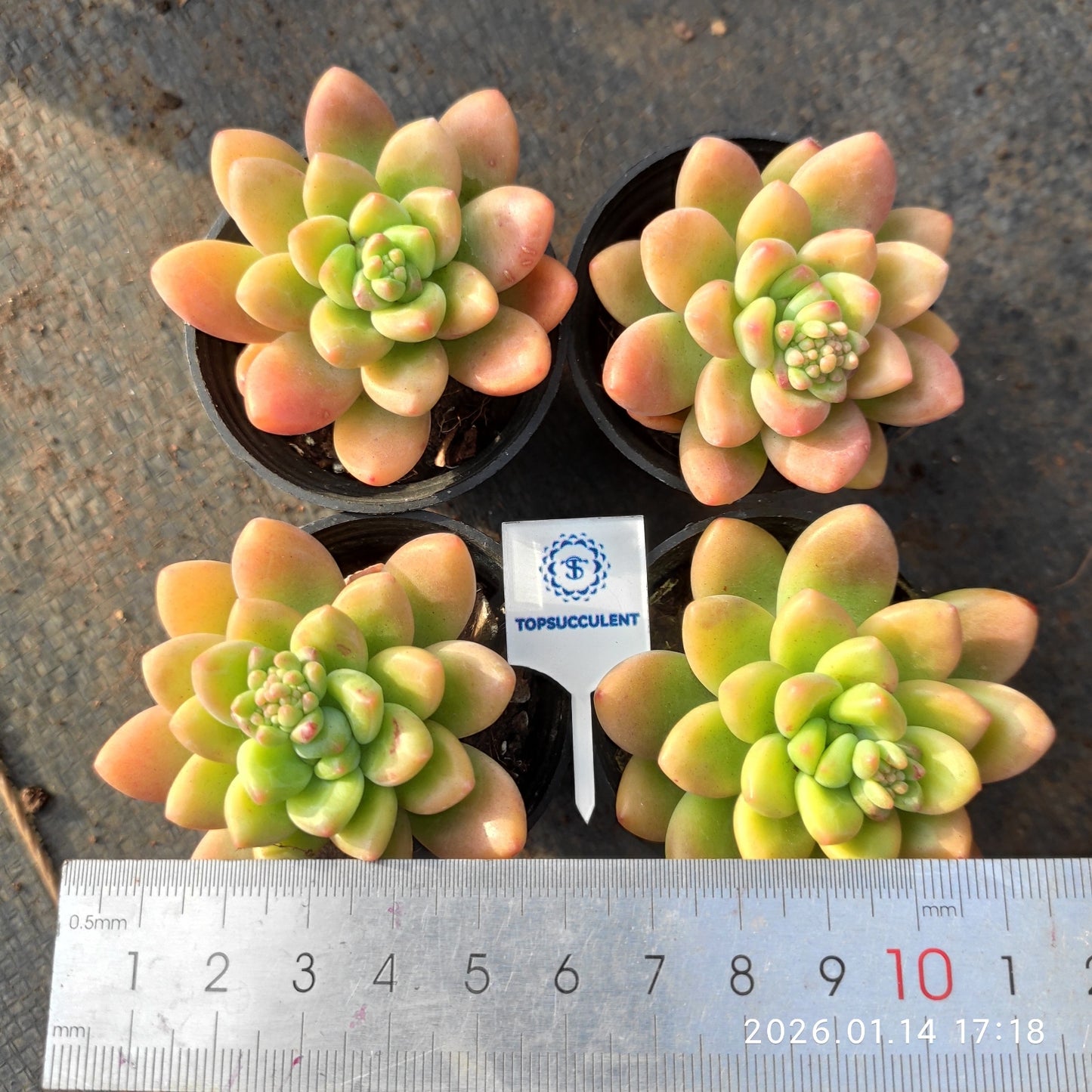 0760 Echeveria Shangri-La (5.5cm pot size)