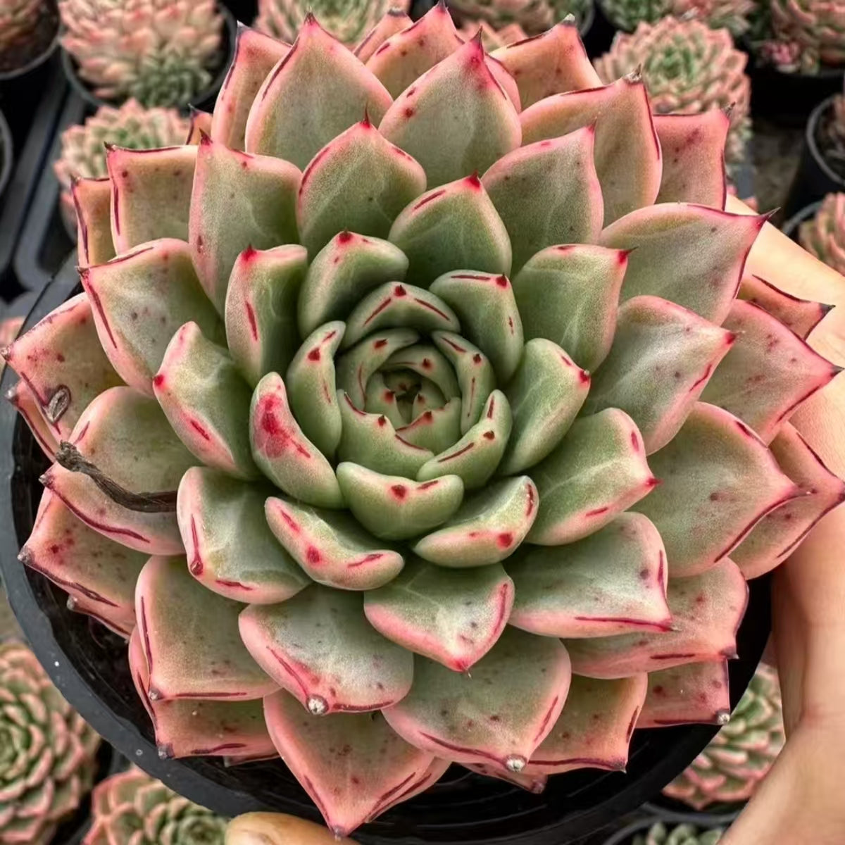 QNY158 Echeveria Breakpoint(9cm pot size)