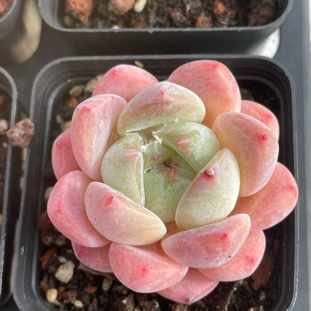 25196 Echeveria Glacier Blush (5.5cm pot size)