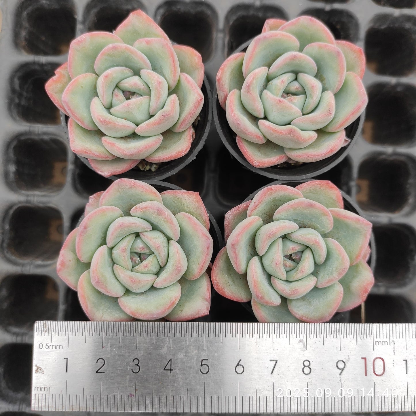 MMT470 Echeveria Amabille(5.5cm pot size)