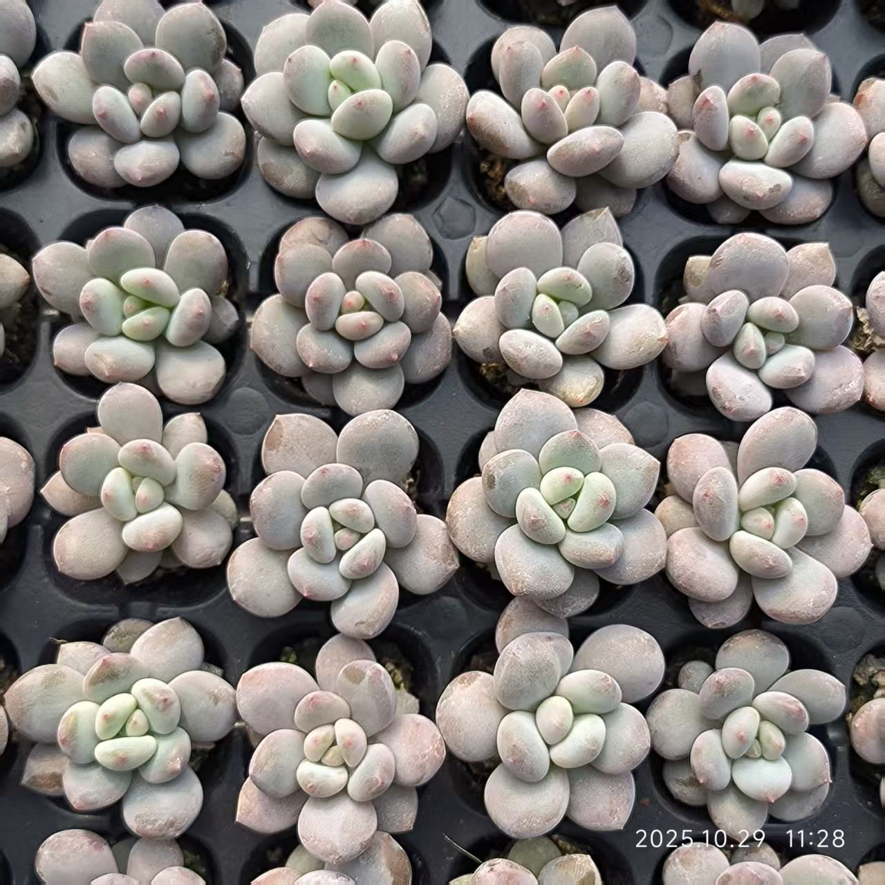 21705 Echeveria Original Cheez (3cm pot size)