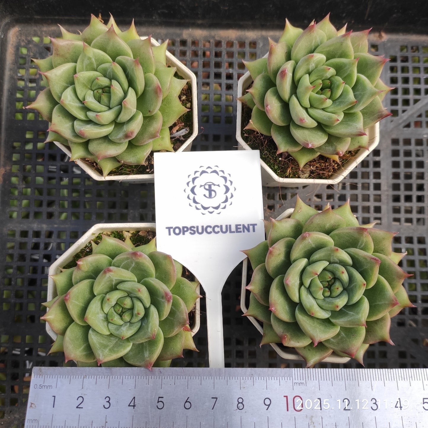 18587 Echeveria Snow Mountain Jenny (9cm pot size)