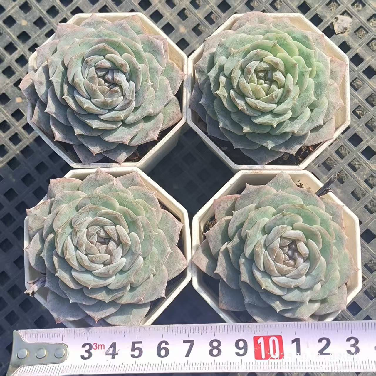 21407 Echeveria Ice Heart (6.5cm pot size)