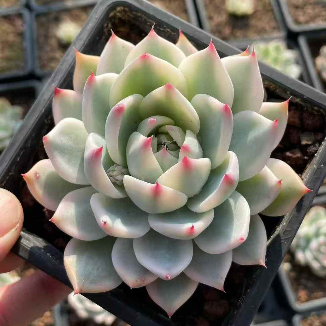 24468 Echeveria Chihuahuaensis Variegated (12cm pot size)