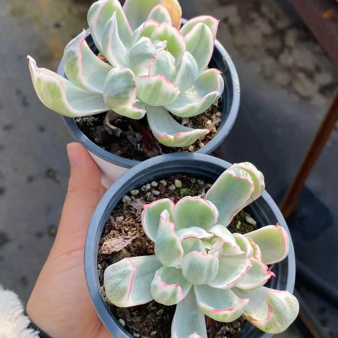 18193 Echeveria Berkeley Light Variegated (9cm pot size)