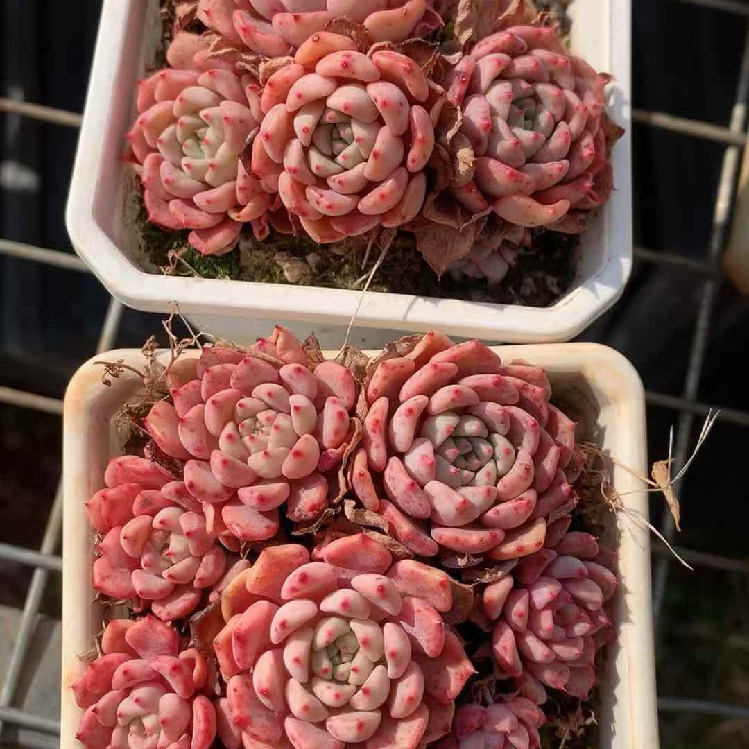 24581 Echeveria Matchmaker (9cm pot size)