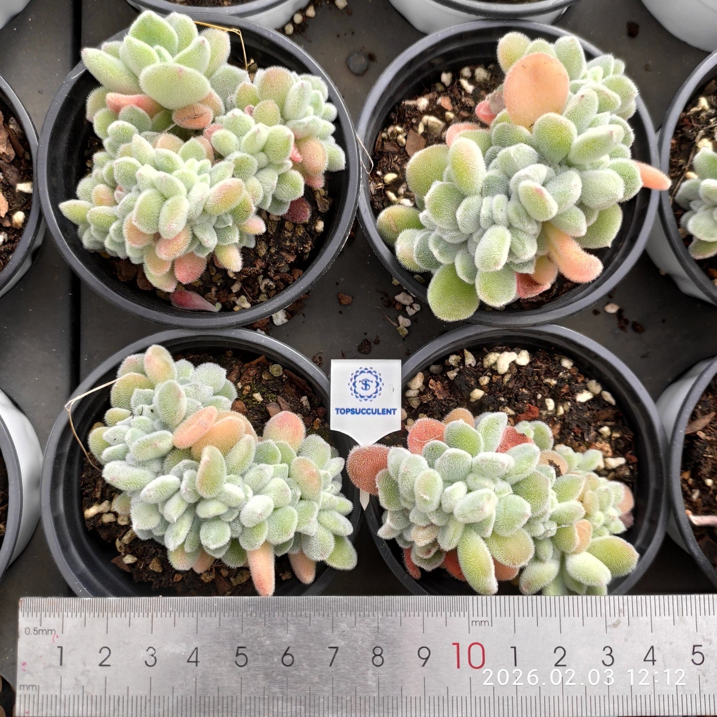 25625 Echeveria Frosty Cristata (9cm pot size)