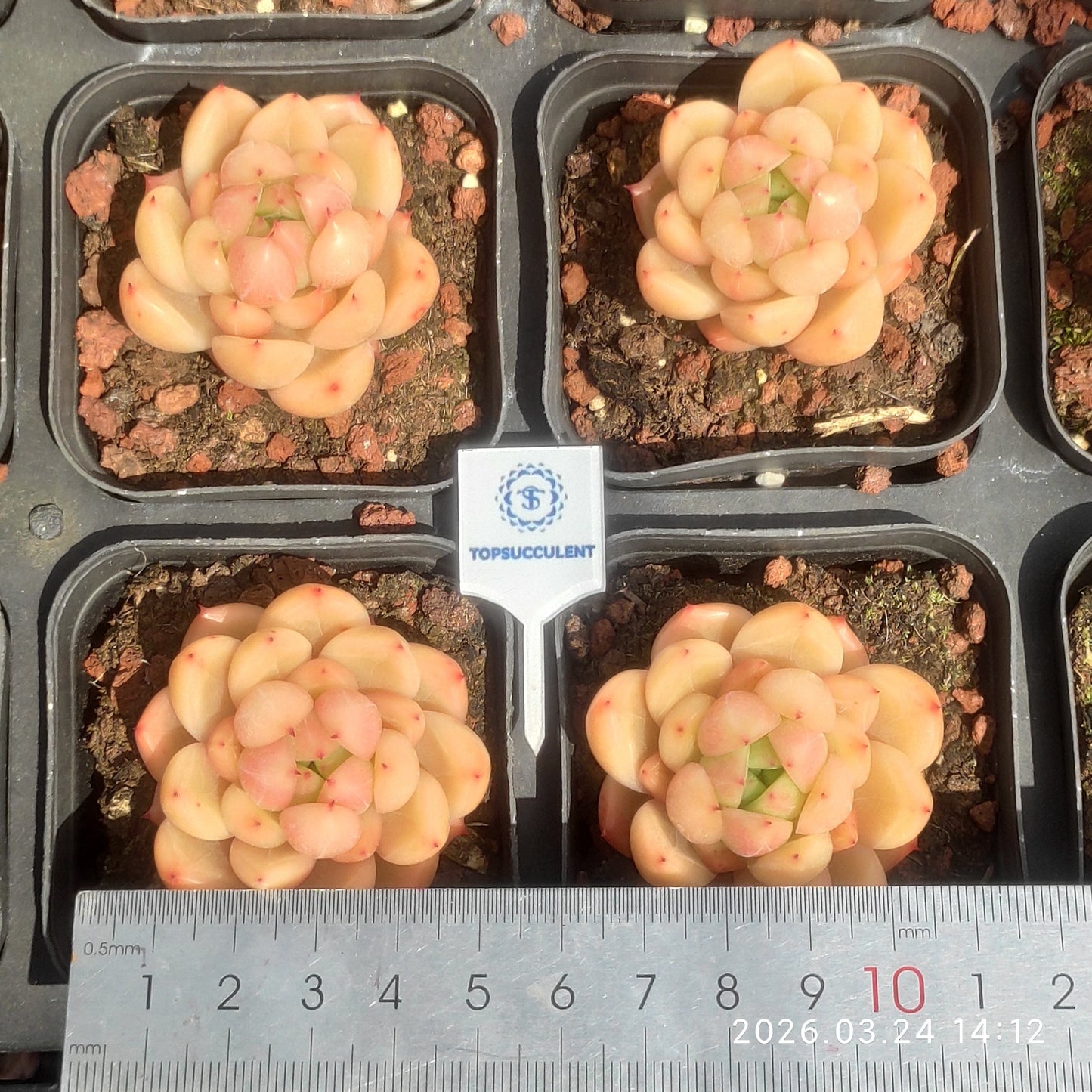24663 Echeveria Peach Jelly (7cm pot size)