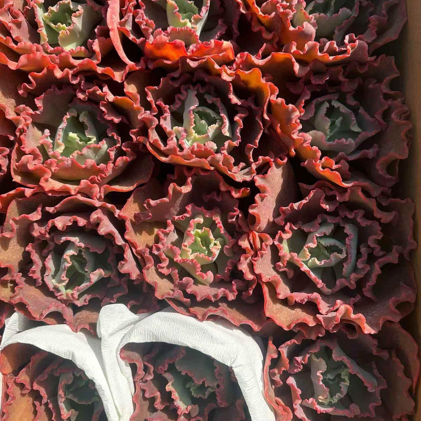 24065 Echeveria Meridian (14cm pot size)