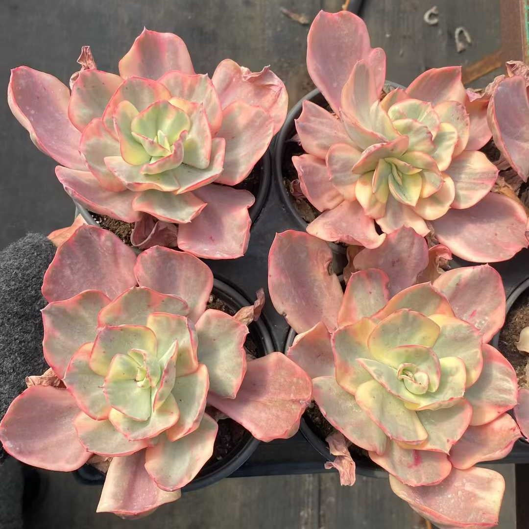 24782 Echeveria Suyeon Variegated (12.5cm pot size)