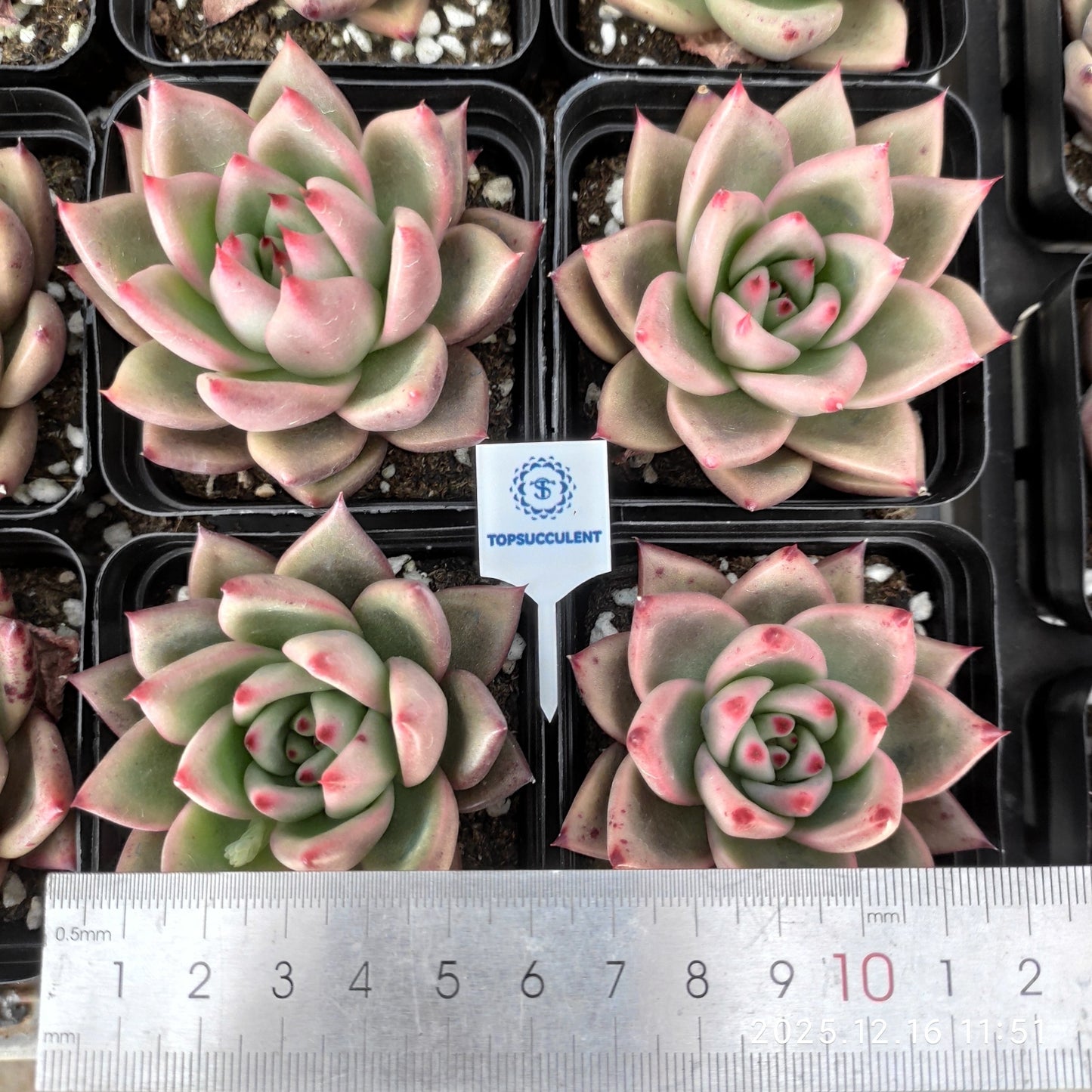 21799 Echeveria Blue Dragon Hyb (7cm pot size)