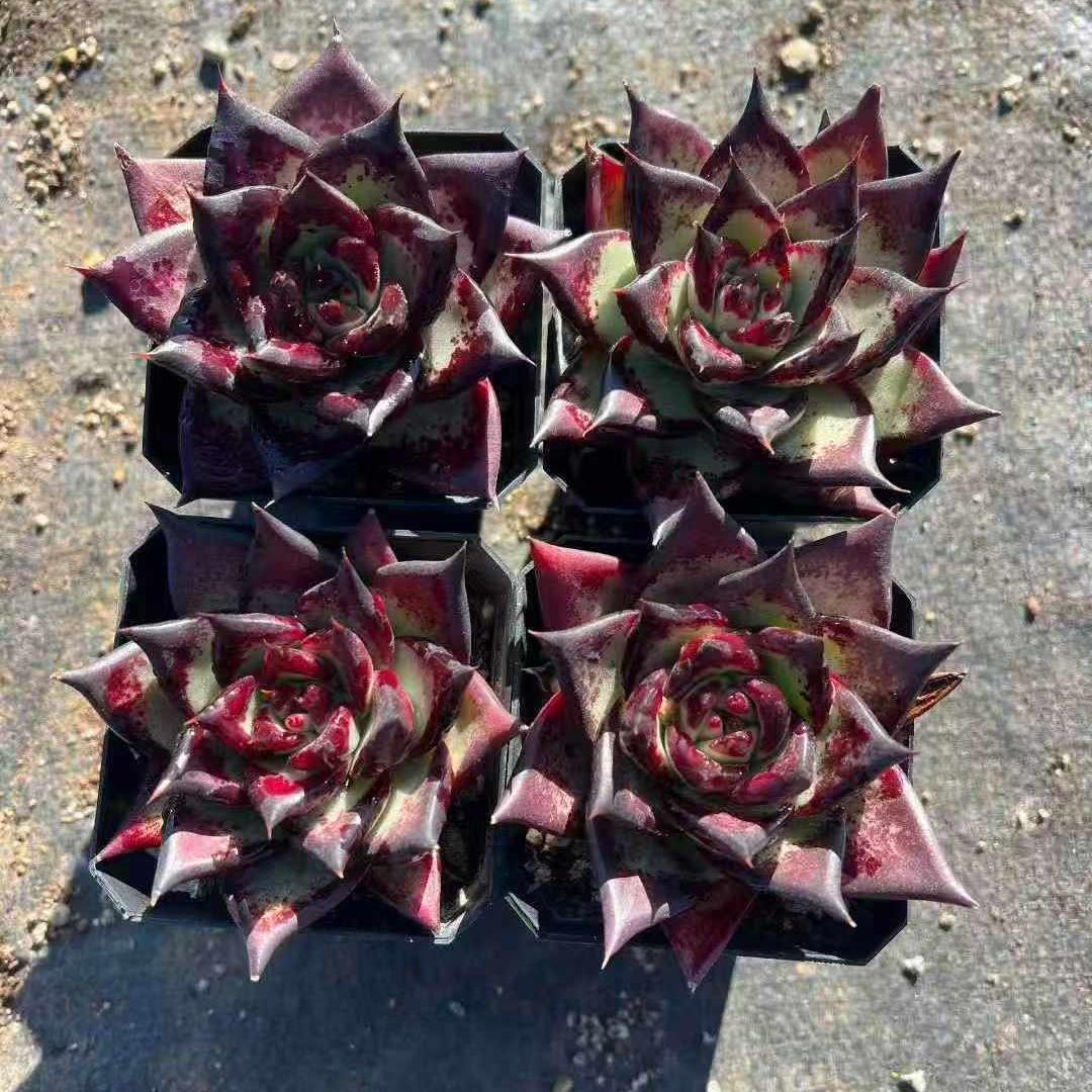 24464 Echeveria Dark Lord (7cm pot size)