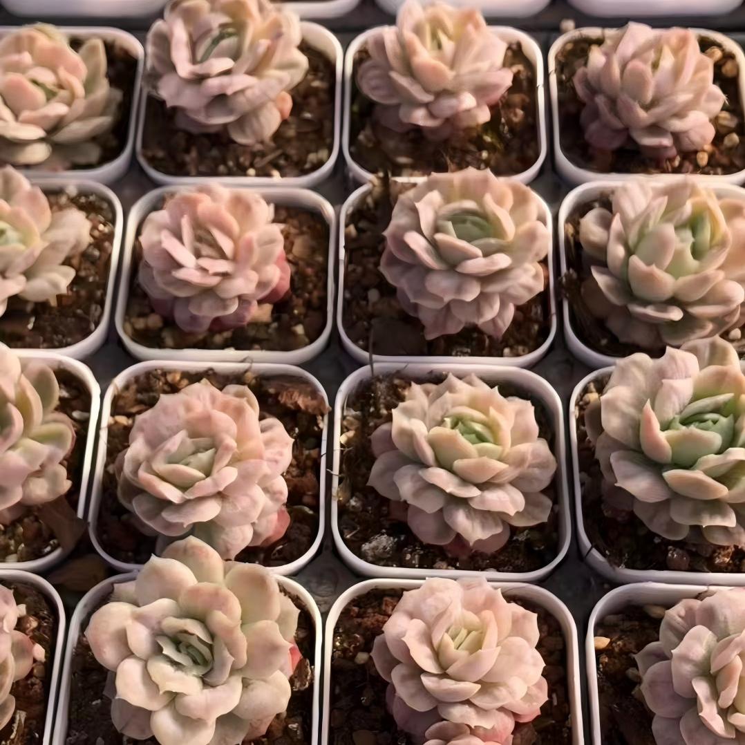 25774 Echeveria Bubble Cloth (6.5cm pot size)