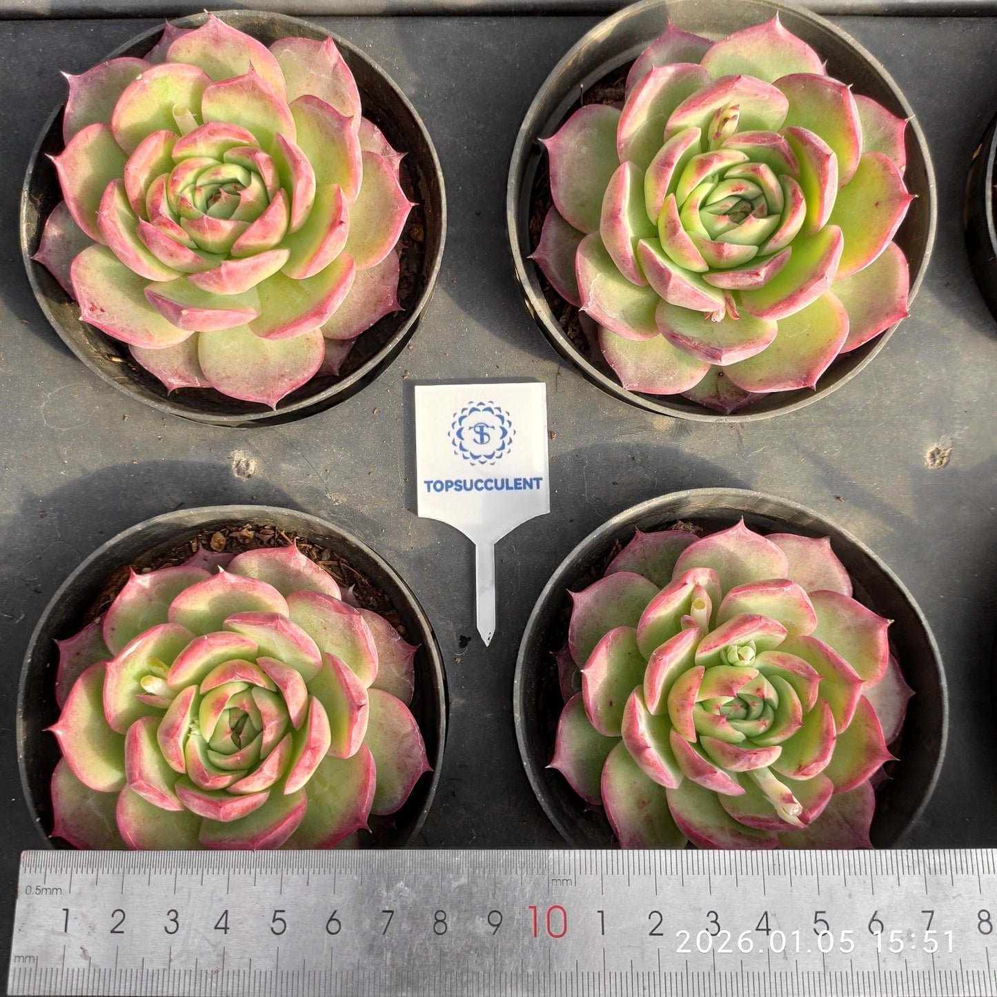 14713 Echeveria Spring Lotus (9cm pot size)