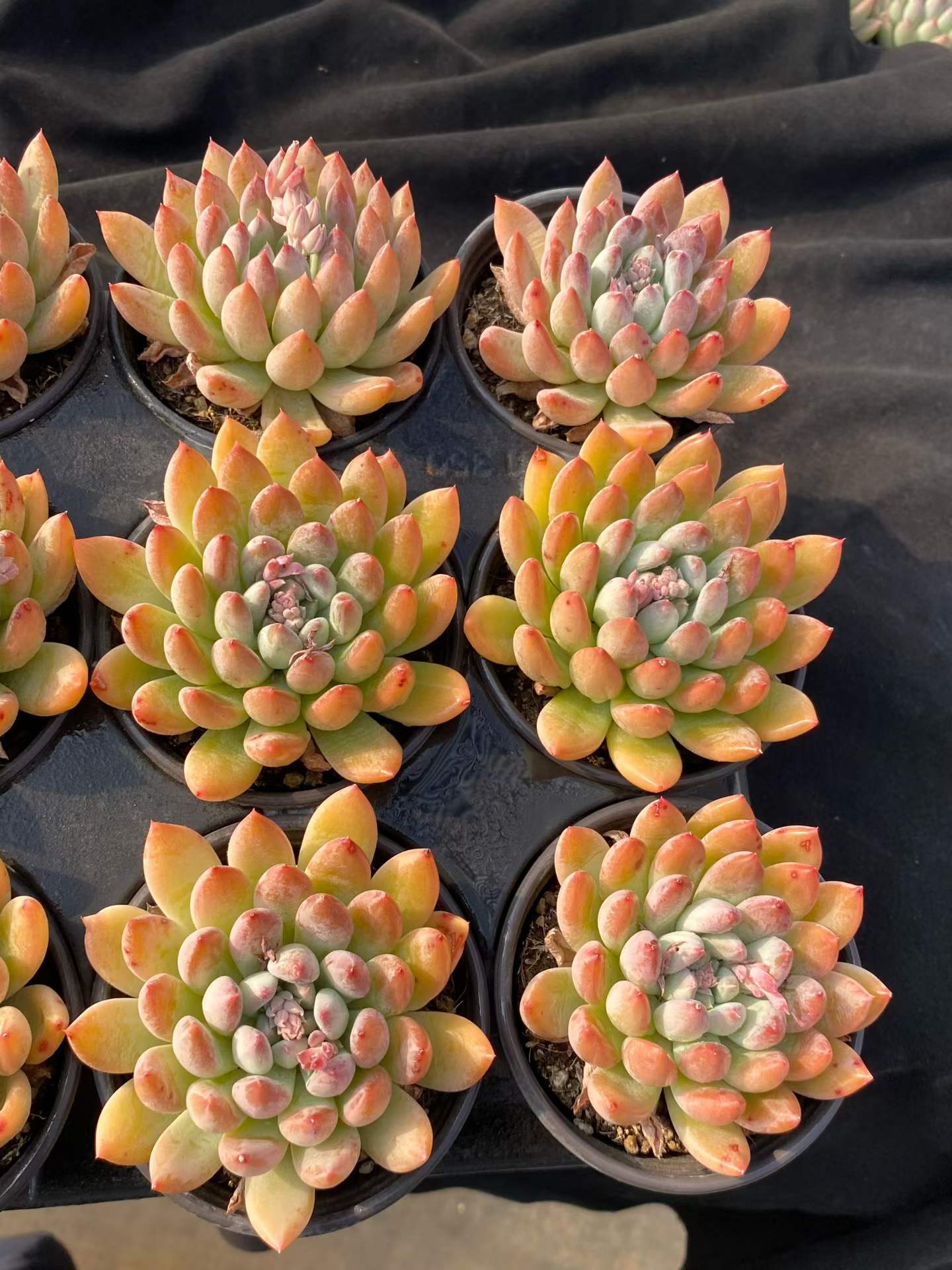 361733 Echeveria Merlot (9cm pot size)
