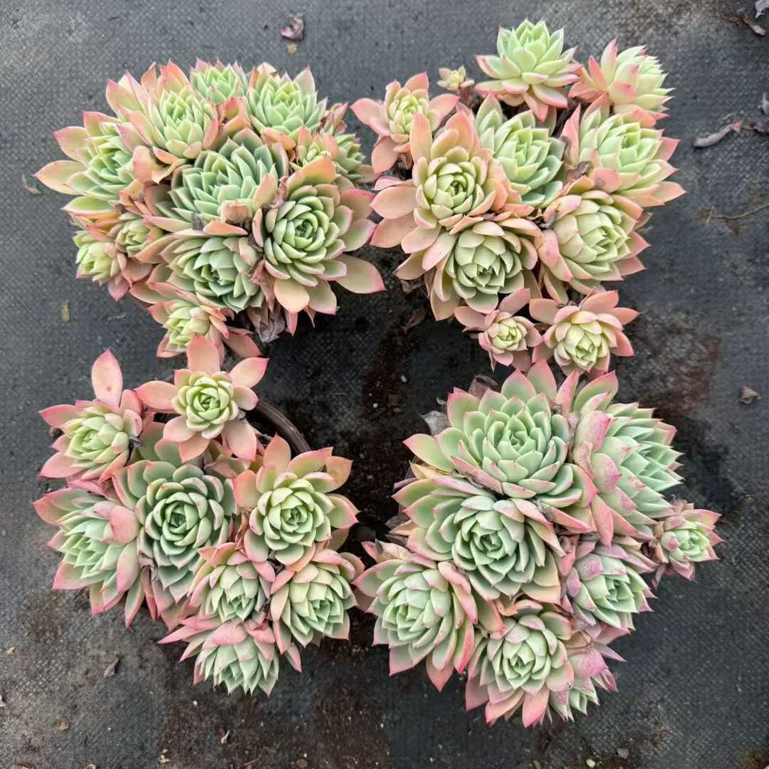 23991 Echeveria Pansy (12cm pot size)