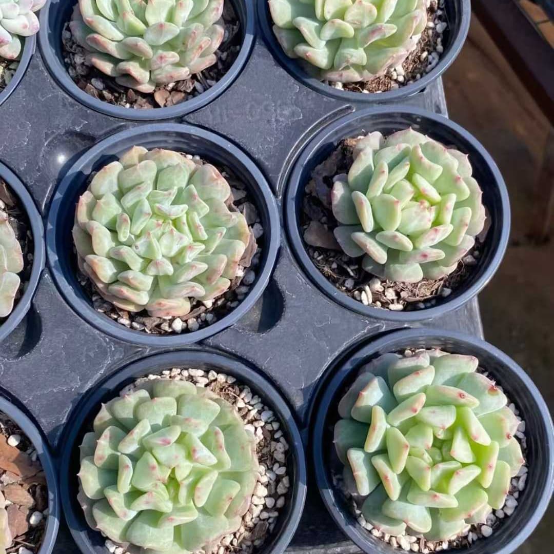 25057 Echeveria Rock Sugar Mint (9cm pot size)