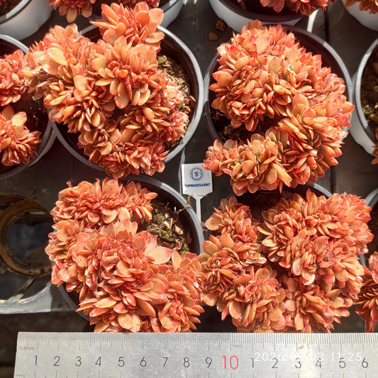 25607 Echeveria Candy Cristata (9cm pot size)