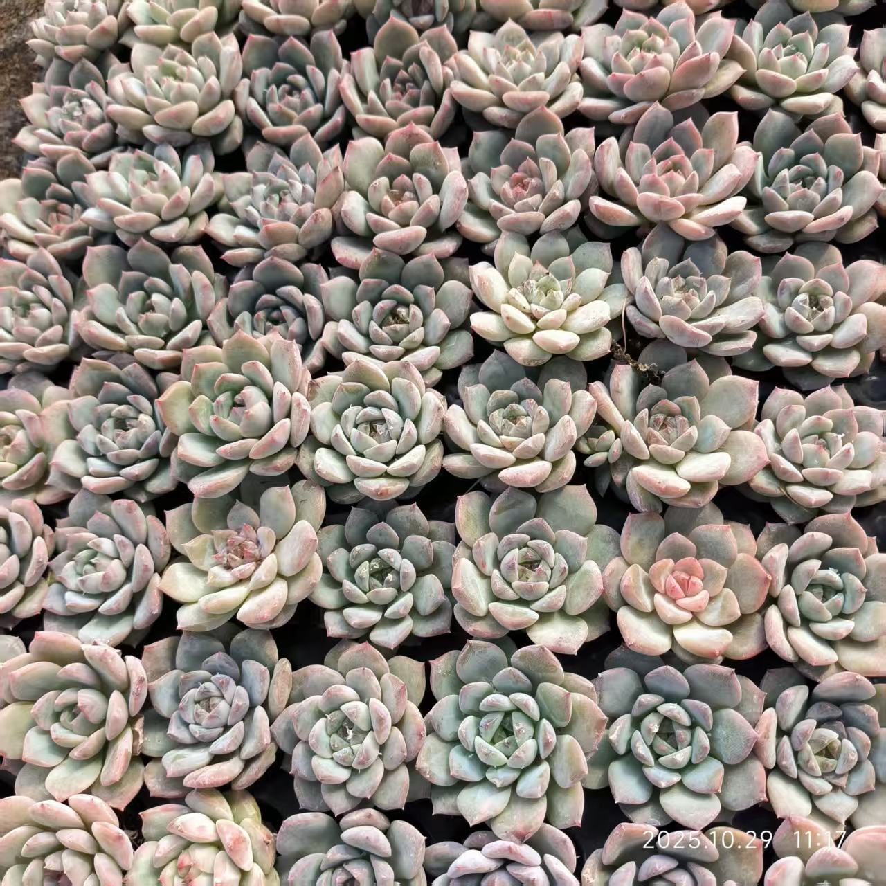21703 Echeveria Blue Bird Hyb (3cm pot size)